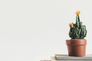 minimalismo